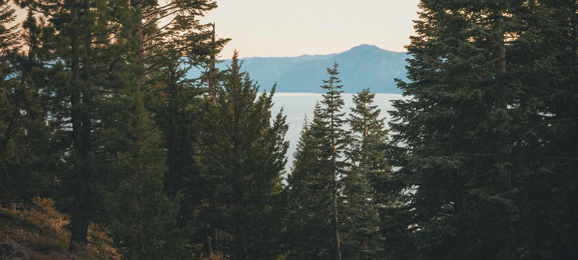 Lake Tahoe through tall firs, from a trail near Martis Peak.