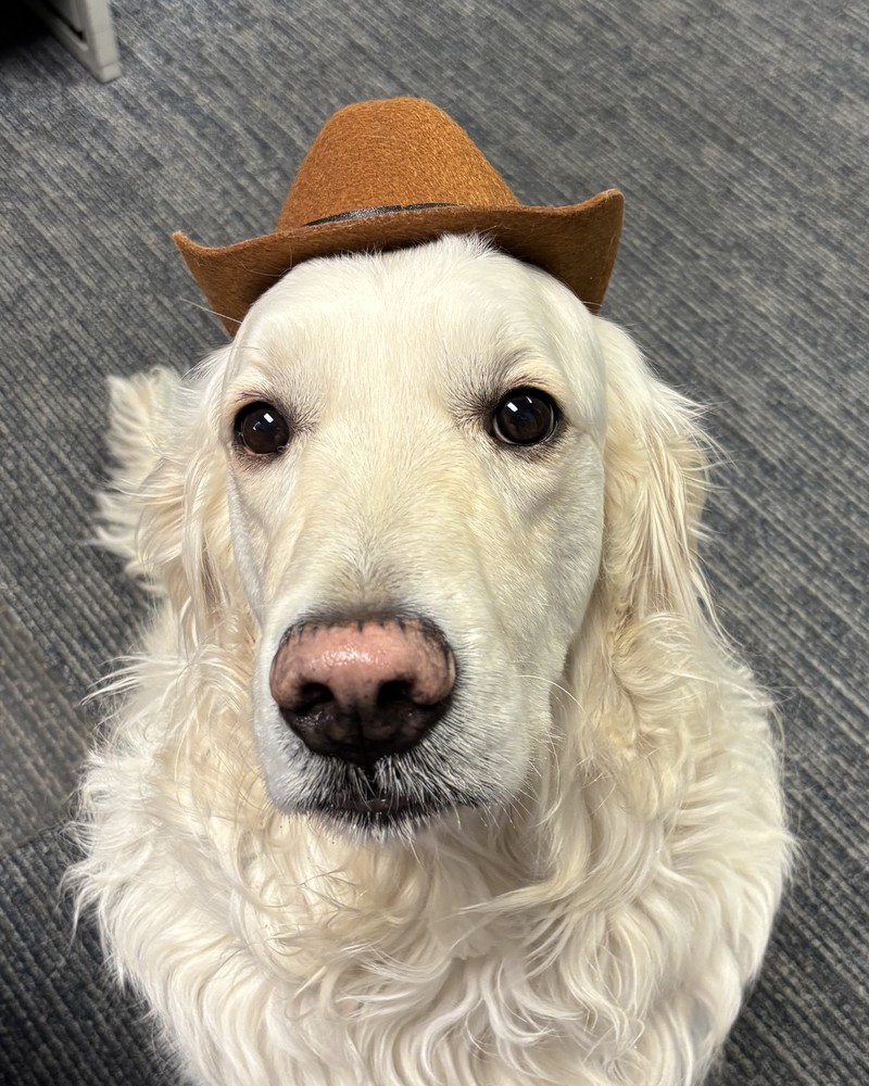 Ocean, a cream golden retriever, sitting and looking up at the camera in a small felt hat.