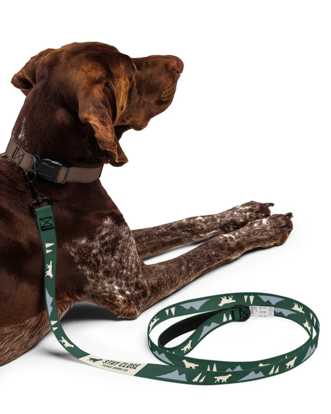 The Stay Close design on a leash, clipped to the collar of a dog lying down.