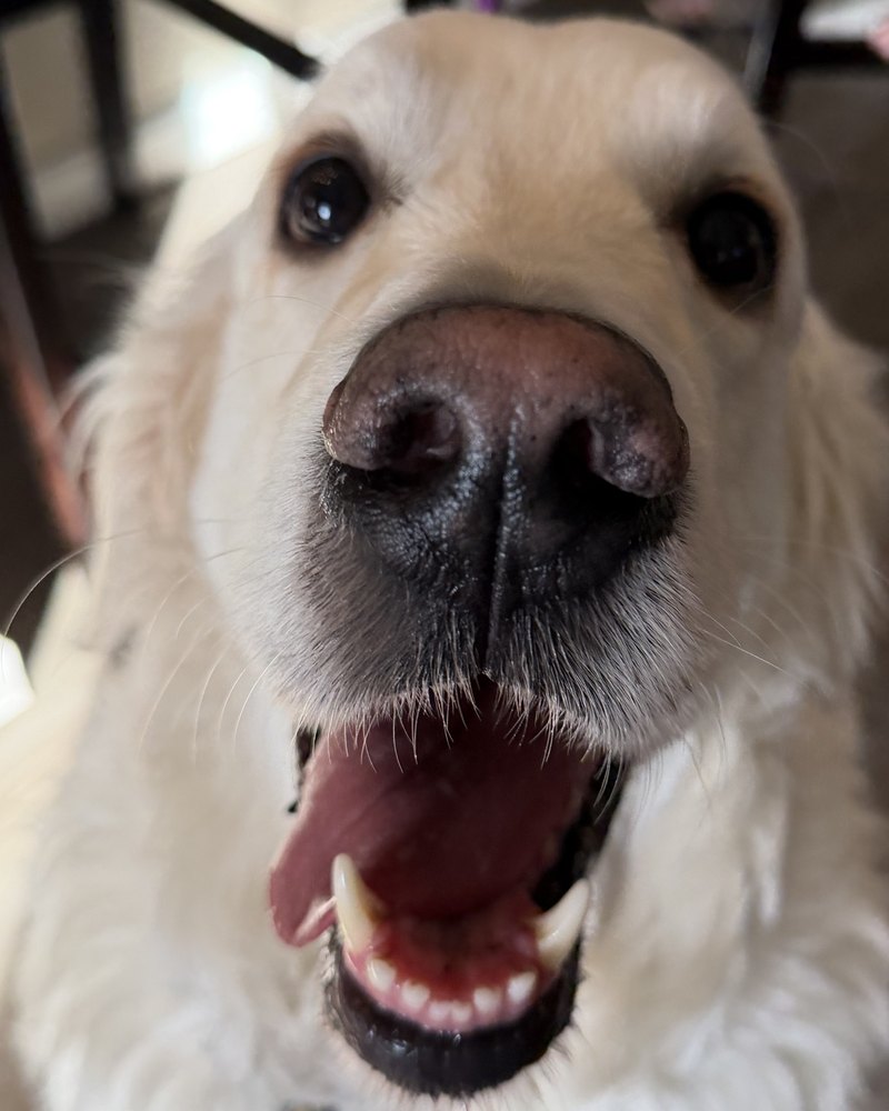 Ocean, Thomas and Sam’s golden retriever, looking into the camera.