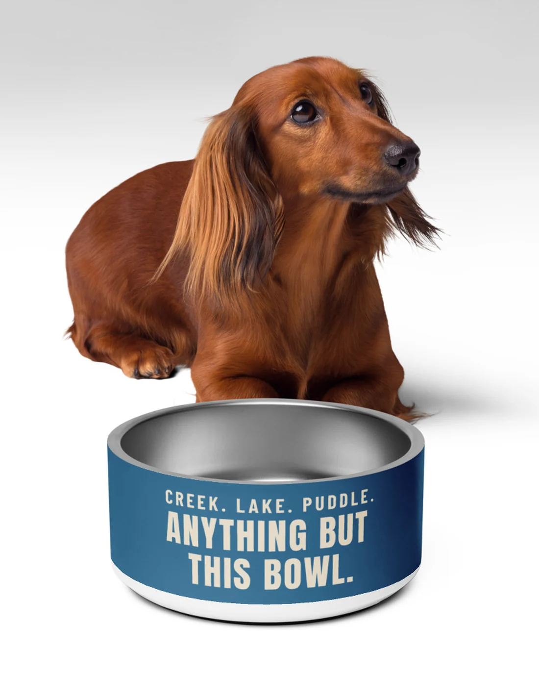 The Anything But This Bowl, in front of a long-haired dachshund.