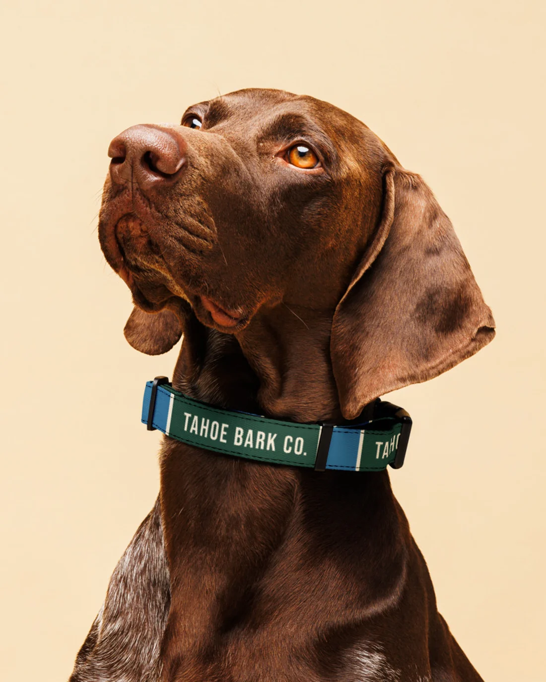 The State Line design on a collar, worn by a dog.