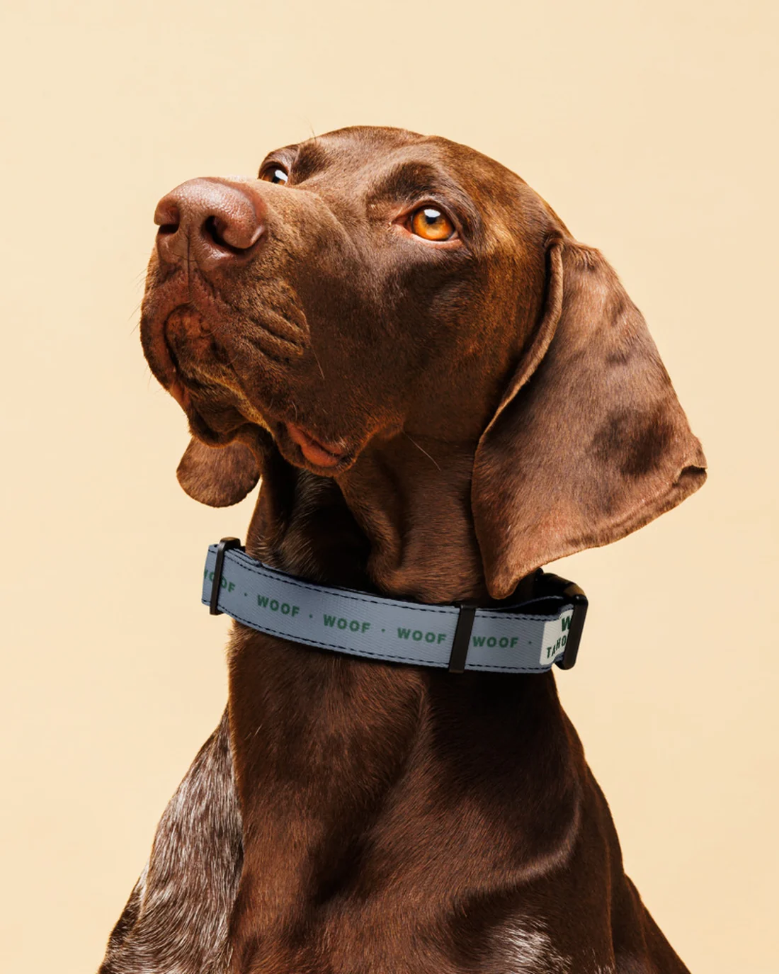 The Woof design on a collar, worn by a dog.