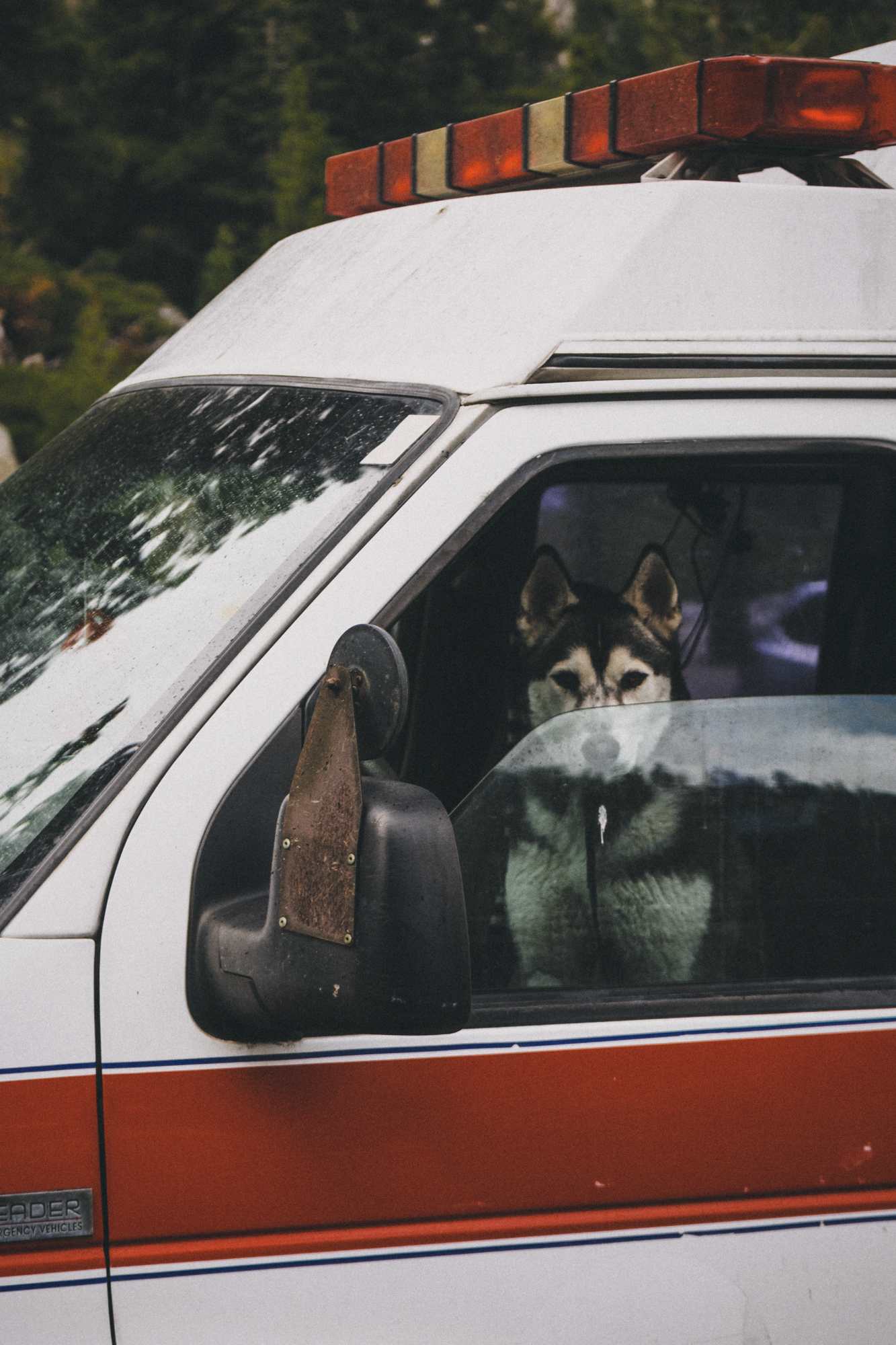 A husky watching from the driver's window of a parked van.
